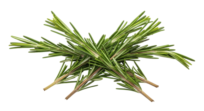 Isolated rosemary sprigs, fresh green herb for cooking or garnish, flavoring ingredient