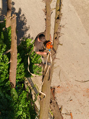 Professional Tree Trimming with Chainsaw at Height