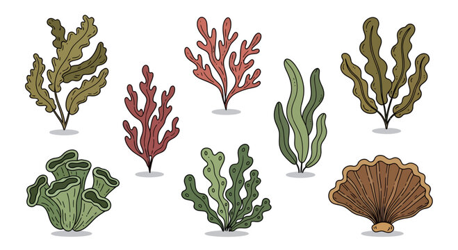 Assorted underwater flora and fauna arrangement creating a diverse ocean illustration