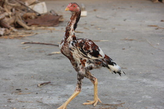 A striking Aseel gamefowl, known for its upright stance and long legs, poses in a rustic farm setting under warm light.