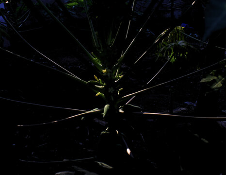 Papaya trunk with young fruits in dramatic low light, showcasing tropical agriculture and botanical detail for food security themes and upcoming events like World Food Day and Earth Day.
