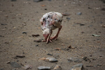 A group of exotic, long-legged chickens with striking brown, white, and black mottled plumage forages in a rustic farmyard
