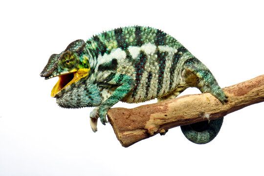 Panther chameleon // Panthercham&auml;leon (Furcifer pardalis) - Ambanja region, Madagascar