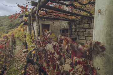 View of vibrant red leaves cascade over a rustic stone building, a picturesque vineyard scene in Ribeira Sacra, Chantada, Lugo, Spain.