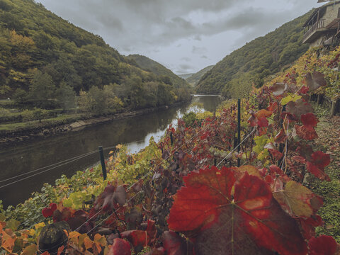 View of vividly colored foliage clinging to the steep hillsides overlooking the serene river flowing through the valley, Chantada, Lugo, Spain.