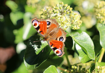 Tagpfauenauge - European peacock