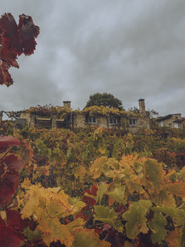 View of autumn vines in vibrant hues of red, orange, and yellow cloak a stone house under a cloudy sky, Ribeira Sacra, Chantada, Lugo, Spain.