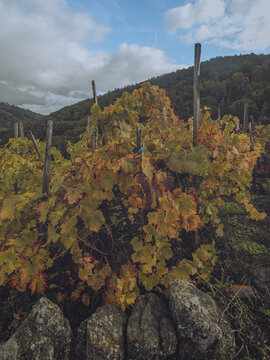 View of vibrant autumn vineyards cascading over a rustic stone wall against a backdrop of rolling hills and a moody sky, Chantada, Lugo, Spain.