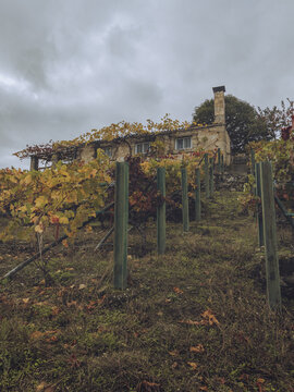 View of vineyard rows ablaze with autumn colors leading up to a stone house under a cloudy sky, Ribeira Sacra, Chantada, Lugo, Spain.