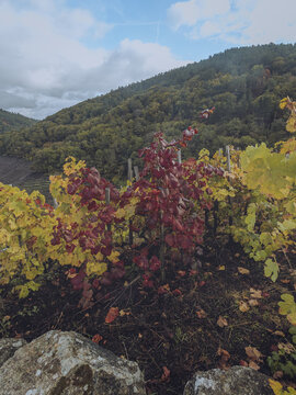View of autumn paints the Ribeira Sacra vineyard with fiery reds and golden yellows against a backdrop of forested hills, Chantada, Lugo, Spain.