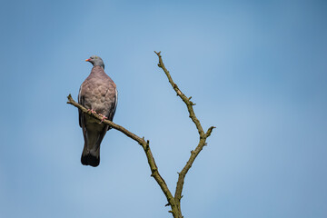 Common wood pigeon on a dry tree branch. Big grey bird (Columba palumbus) perching on a branch with clear blue sky on the background.
