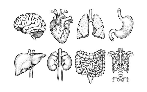 Detailed hand drawn human organs set: brain, heart, lungs, and more