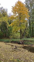 autumn in the forest