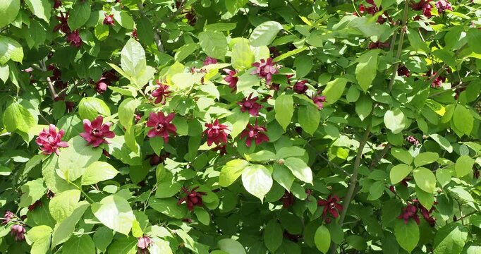 Calycanthus raulstonii | Sweetshrub 'Aphrodite', multi-stemmed ornamental shrub adorned with fragrant red flowers magnolia-like in abundance on branchlets bearing lustrous green ovate foliage
