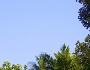 Sky with tropical trees forming a natural frame and bright morning light, ideal for nature themes, eco projects, and global events like Earth Day and World Environment Day.