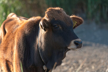 Brown cow standing in a field in Akrotiri marsh, Cyprus