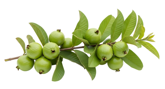 Fresh green guava fruits, on a branch with leaves, cutout, PNG isolated on white or transparent background