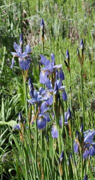 (Iris sibirica) Dense clump of Siberian iris of gorgeous blue flowers with drooping petals and erect tepals on upright branched green stems swaying lightly in the wind