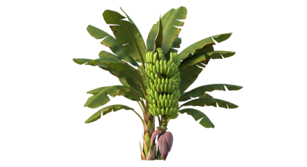 A lush green banana tree, with a large bunch of unripe bananas and a purple banana blossom, cutout, PNG isolated on white or transparent background