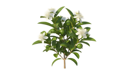 Small green plant with white flowers and unripe fruit, cutout, PNG isolated on white or transparent background