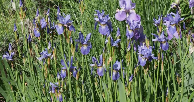 Bushy tuft of Siberian iris or Siberian flag (Iris sibirica) with blue flowers atop upright stems bearing green narrow blade-shaped grassy leaves swaying lightly in the wind
