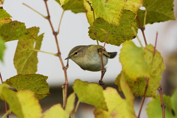 Phylloscopus collybita. Siberian chiffchaff