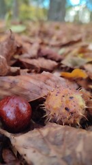 chestnut on the ground