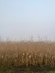 field of corn
