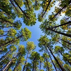 Looking Up at Lush Green Trees Reaching Towards a Bright Blue Sky in a Peaceful Forest