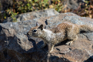 California Ground Squirrel on Rock
