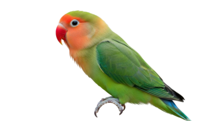 Isolated Lovebird, colorful pet bird, tropical parrot from Africa, exotic bird perching