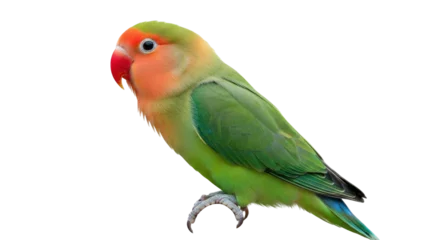 Selbstklebende Fototapeten Papagei Isolated Lovebird, colorful pet bird, tropical parrot from Africa, exotic bird perching  © Cedric