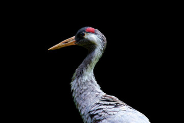 Close-up/portrait of a gray heron isolated against a black background