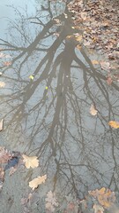 reflection of an oak tree in a puddle