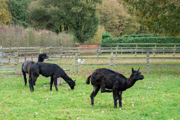Naklejka premium portrait of three cute black alpacas