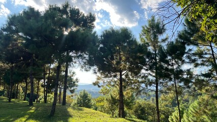 sunset in the forest