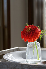 Single red zinnia in glass bud vase on rustic tray, backlit