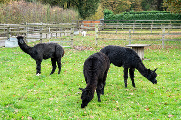 Naklejka premium two pretty black alpacas grazing with a third in the background pulling a silly face