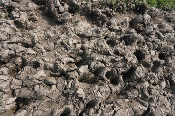 Dry cracked clay soil surface texture in farmland