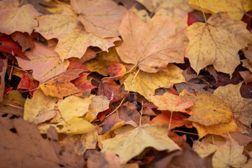 The brilliant colours of autumn leaves captured while hiking along a river in Toronto, Ontario, Canada.
