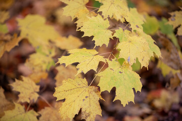 The brilliant colours of autumn leaves captured while hiking along a river in Toronto, Ontario, Canada.