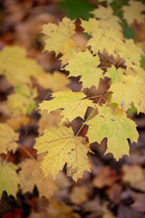 The brilliant colours of autumn leaves captured while hiking along a river in Toronto, Ontario, Canada.