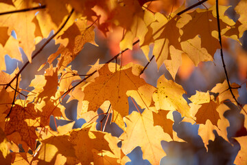 The brilliant colours of autumn leaves captured while hiking along a river in Toronto, Ontario, Canada.