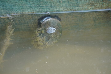 Closeup of a pond snail attached to underwater surface