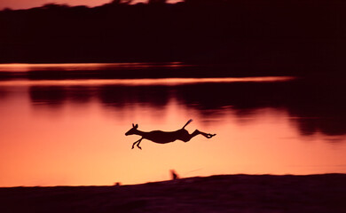 silhouette of an impala at dawn