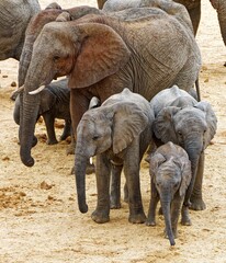 Elefanten in Elefantrus