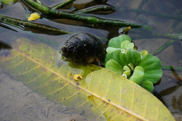 Closeup of pond snail on leaf with aquatic water plants © DEBU