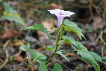 Closeup of purple morning glory wildflower blooming on forest floor
