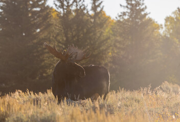 Bull Moose in Autumn in Grand Teton Naitonal Park Wyoming