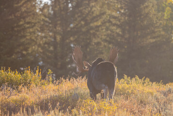 Bull Moose in Autumn in Grand Teton Naitonal Park Wyoming